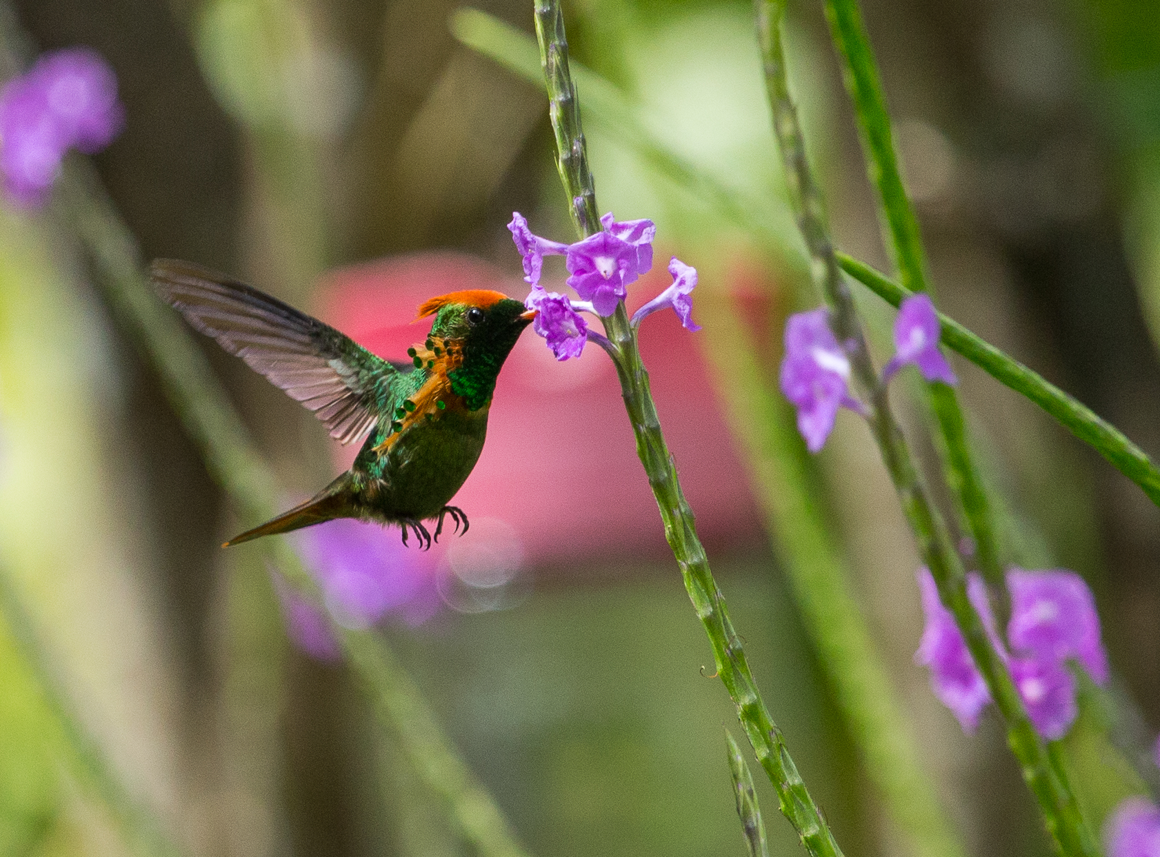 Tufted Coquette